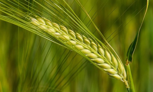Single stem of wheat in the field.