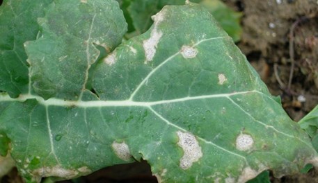 Phoma leaf spot forecast