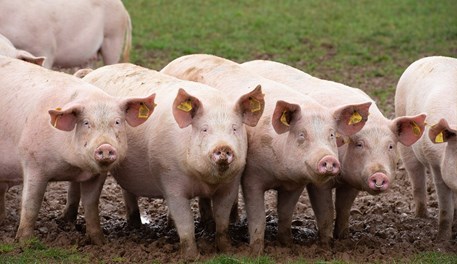 Case study: shift in sow culling strategy helps herd increase numbers ...