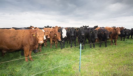 Livestock and the arable rotation | AHDB