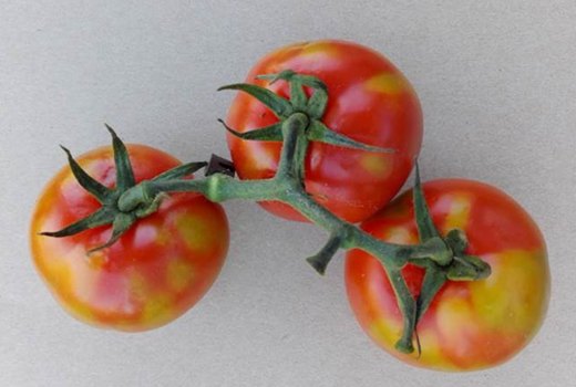 Tomato Brown Rugose Fruit Virus Ahdb