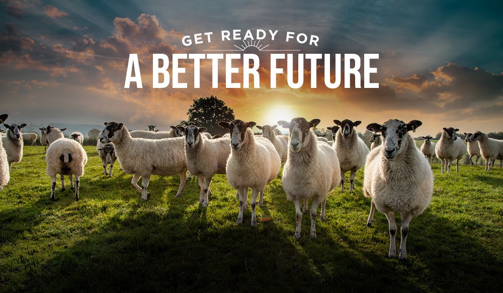 Field of sheep facing camera