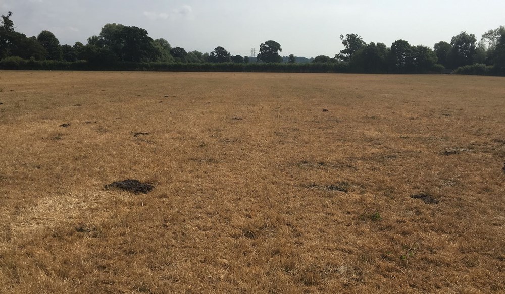 a large field with trees in the background