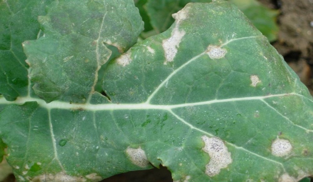 Phoma leaf spot AHDB