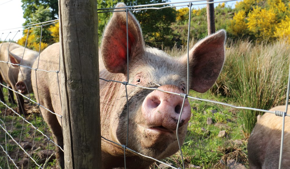 a pig in a fenced in pasture