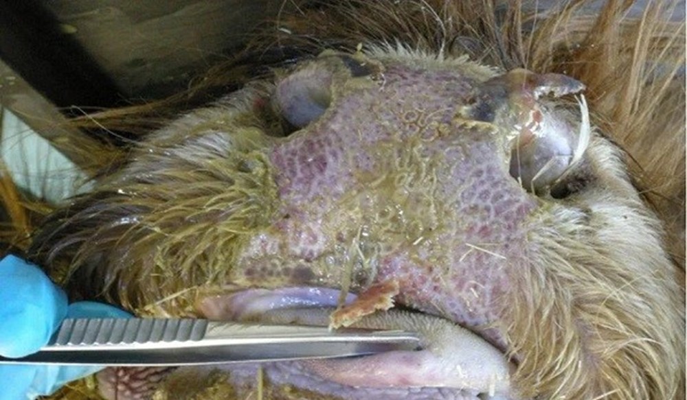 Cow with Bluetongue virus