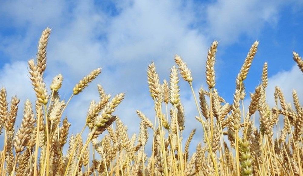 Wheat against a cloudy blue sky.
