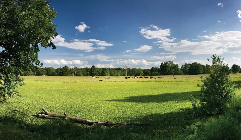 a grassy field with trees and blue sky