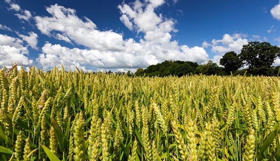 Access The Combinable Crops Grain Passport Ahdb