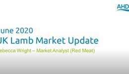 UK lamb market update: June 2020