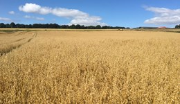 Arable Market Update for Scotland