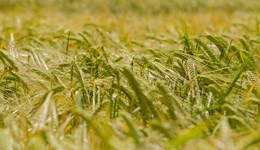 Winter barley and oats on the up in Scotland