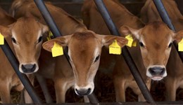 Devon: Developing the Rumen for Optimum Calf Health