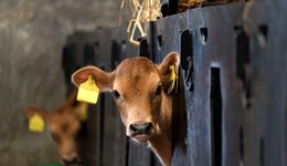 Cheshire: Developing the rumen for optimum calf health