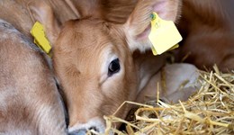 Ceredigion: Developing the rumen for optimum calf health