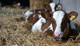 GB Calf Strategy 2025–2030