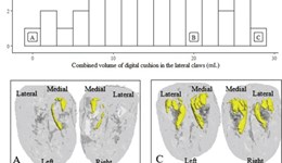 The role of the digital cushion in lameness prevention