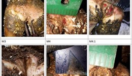 Digital Dermatitis M-score and the ICAR guide