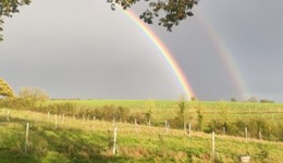 Agroforestry experiences: Elston Farm, a livestock and arable farm in Devon
