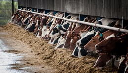 Feeding and breeding for milk solids: Orkney