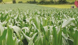Growing maize for different markets