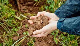 Soils – the foundation of agriculture