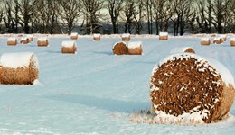 Cold weather and cold extremes