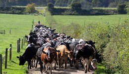 Millands Farm: Using metabolic profiling to improve efficiency and maximise output