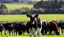 Grazing youngstock, reaching targets - FULLY BOOKED