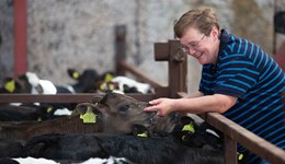 Ayrshire: Developing the rumen for optimum calf health