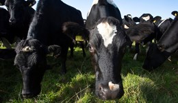 Ayrshire: Improving cow health during the transition period 