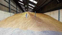 Cereals & Oilseeds sector plan 2022–2027