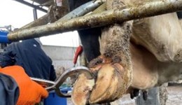 How to block a lame cow’s foot 