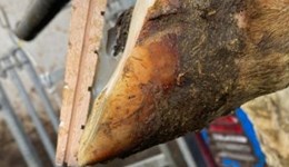 Identifying lameness: Spot, lift, look
