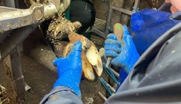 Trimming cows’ feet: When to trim and what to avoid