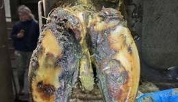Claw horn lesions in cows