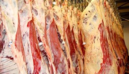 Prime cattle carcases trending leaner in seven-year data review: Beef market update