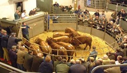 A look at kill numbers in the beef outlook