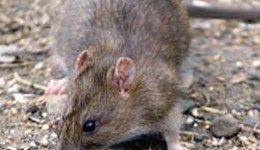 Rodent control on farms