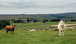 Beef & Lamb Farm Excellence