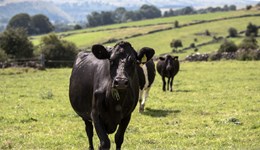 Making a success of outwintering cattle