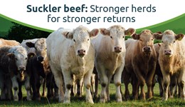 Suckler beef: Stronger herds for stronger returns