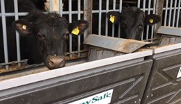 Beef feed efficiency programme