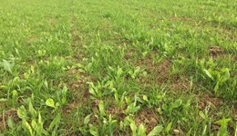 Herbal leys panel discussion 3: Considerations beyond the price tag