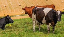 Coronavirus: FAQs for livestock farmers