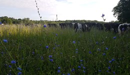 Unlock your farm’s potential with the Recommended Grass and Clover Lists 