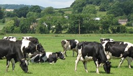 Changes in milk urea after turnout