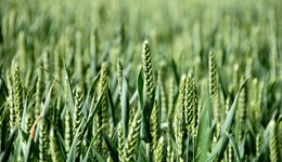 Reducing the cost of finishing continental dairy-bred steers