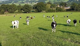 HerdAdvance helps heifer rearer capture £10,220 cost benefit
