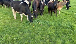 Reducing clinical mastitis cases by tackling overmilking